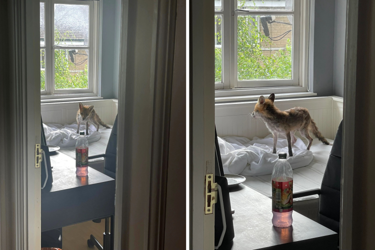 image-20230804154807-1