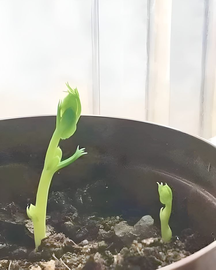 image-20230809133953-1