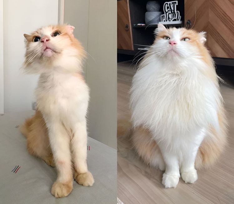 image-20230811154345-7