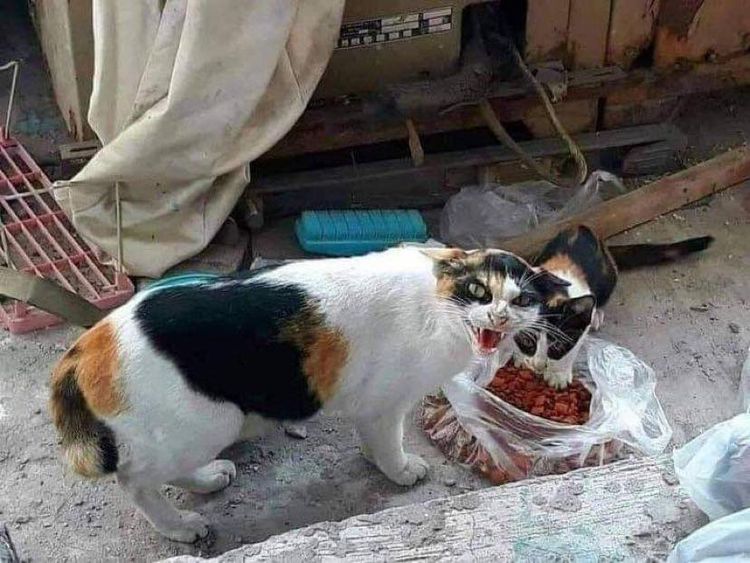 image-20230907132149-3