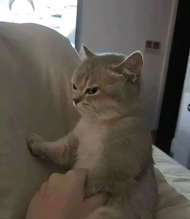 image-20230907132152-4