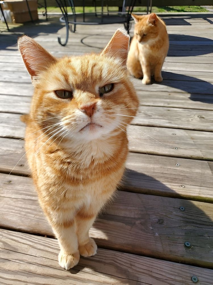 image-20230907132207-8