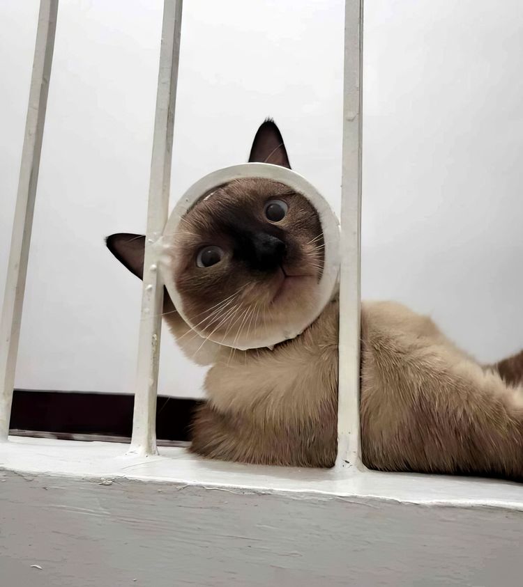 image-20230918124736-1