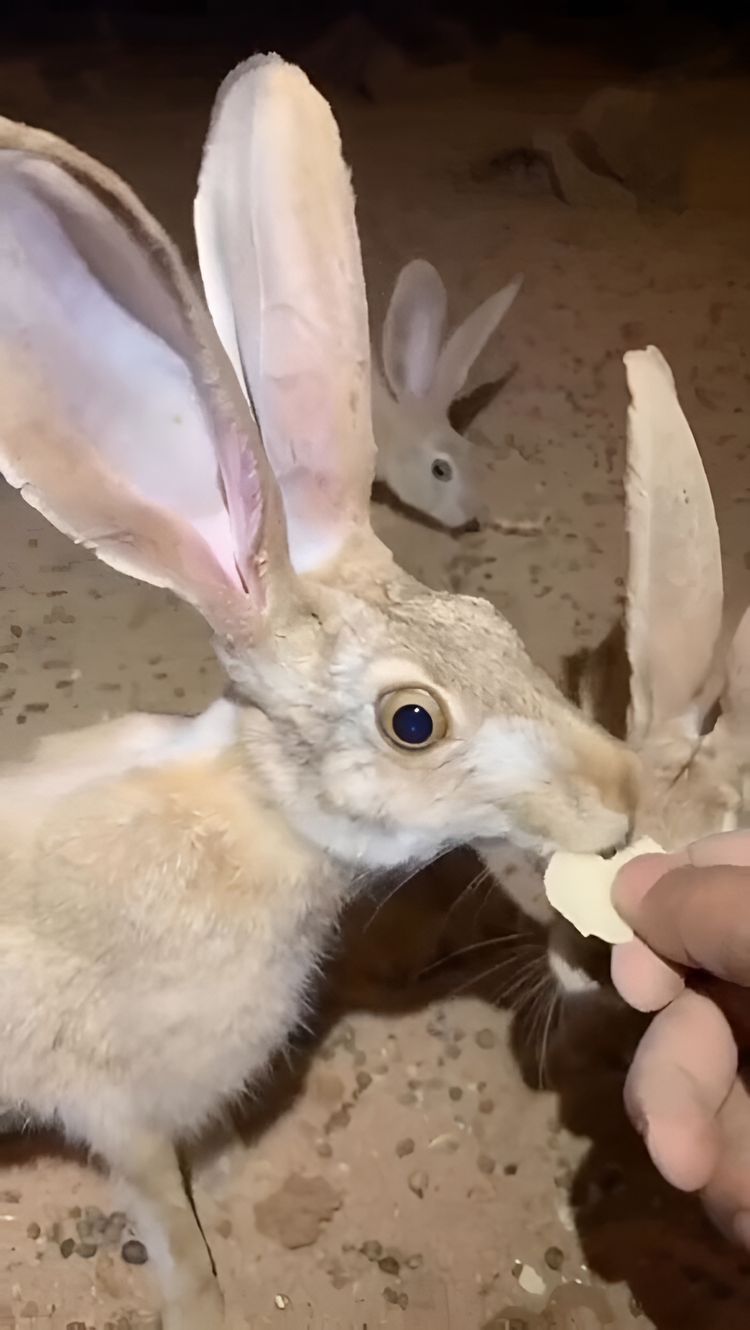 image-20230919122455-8