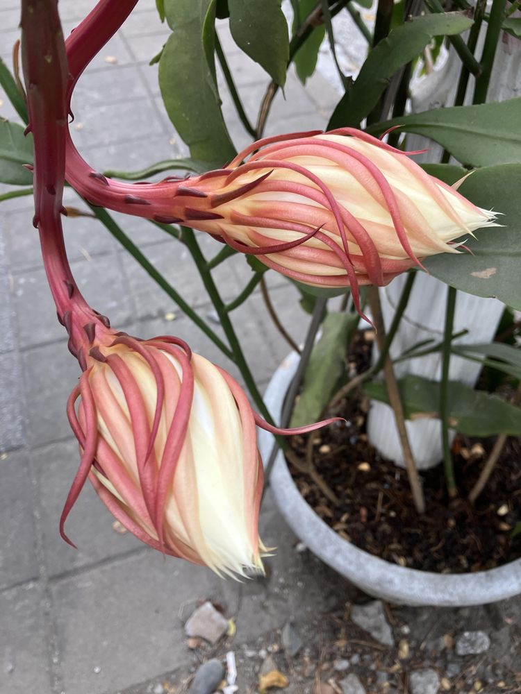 image-20230929110706-13