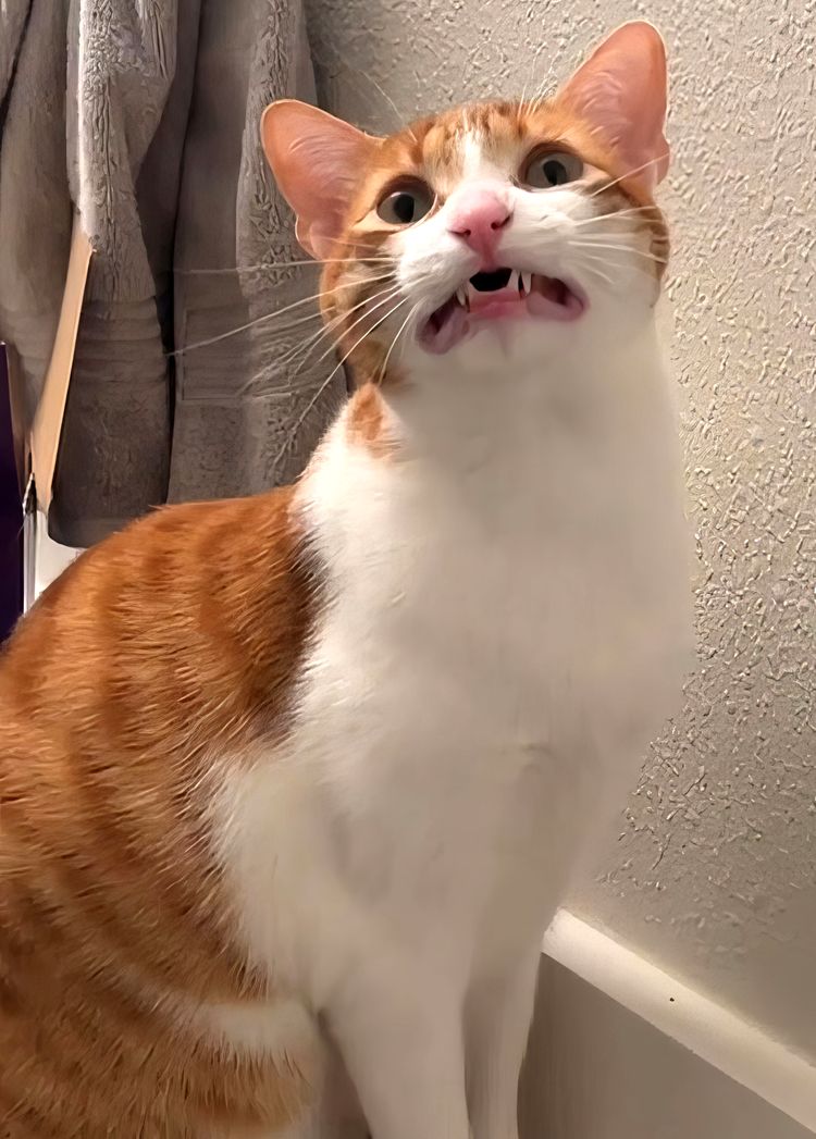 image-20231018150942-17