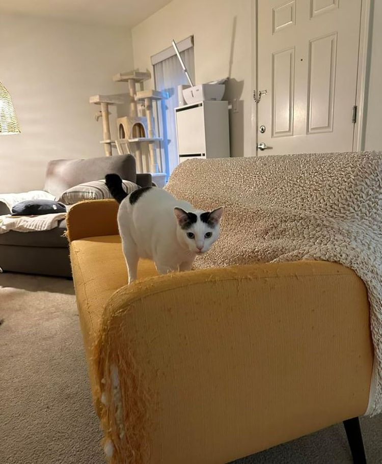 image-20231118134731-9