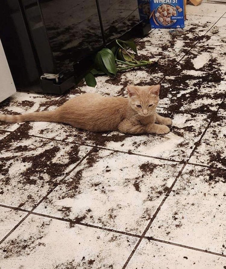 image-20231118134757-16