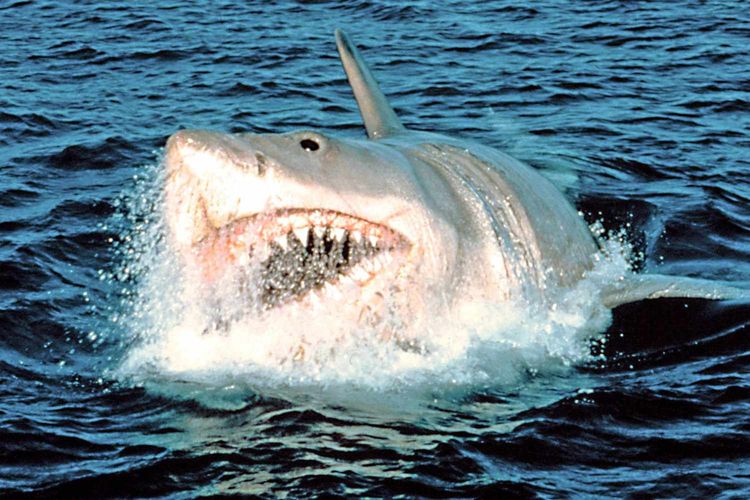 image-20231121152329-2