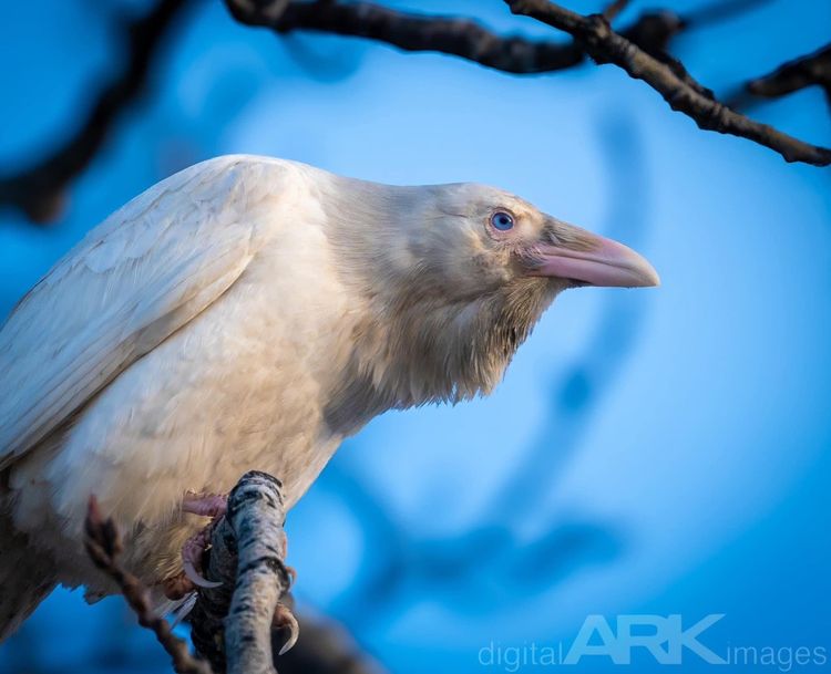 image-20231213162325-1