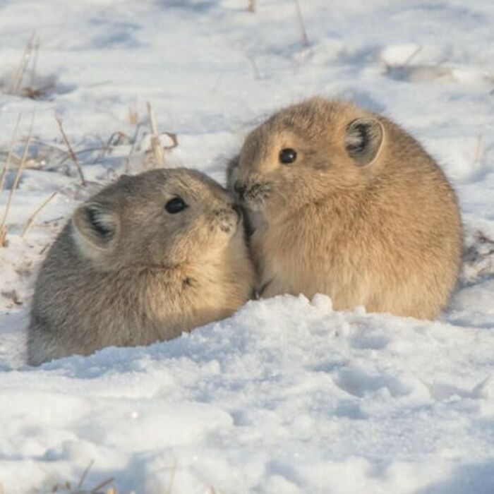 image-20231226161820-4