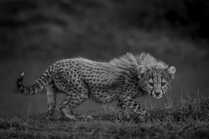 image-20231228130559-5