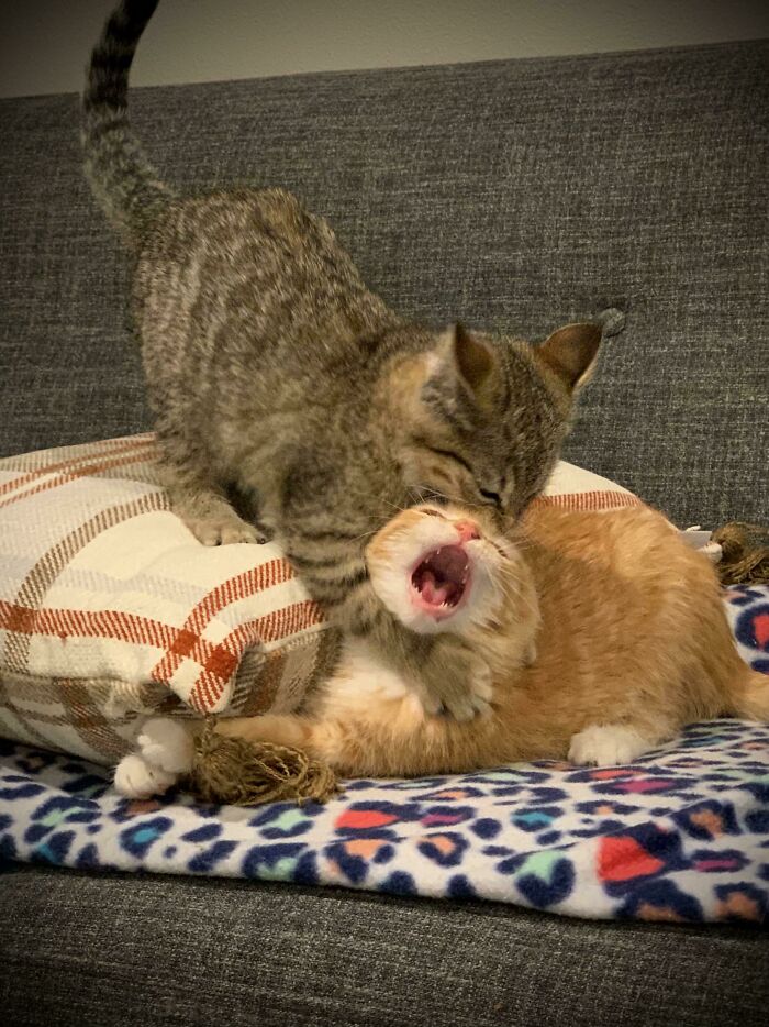 image-20240130172138-17