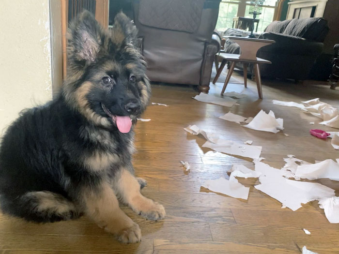 image-20240201183609-1