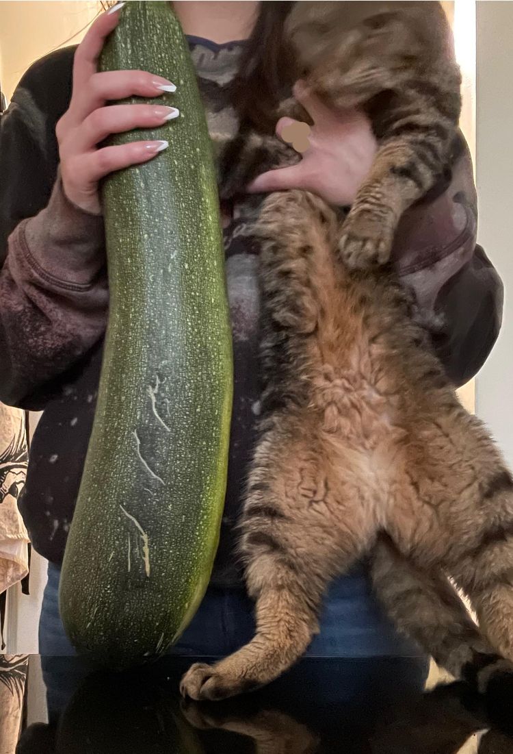 image-20240206163244-5