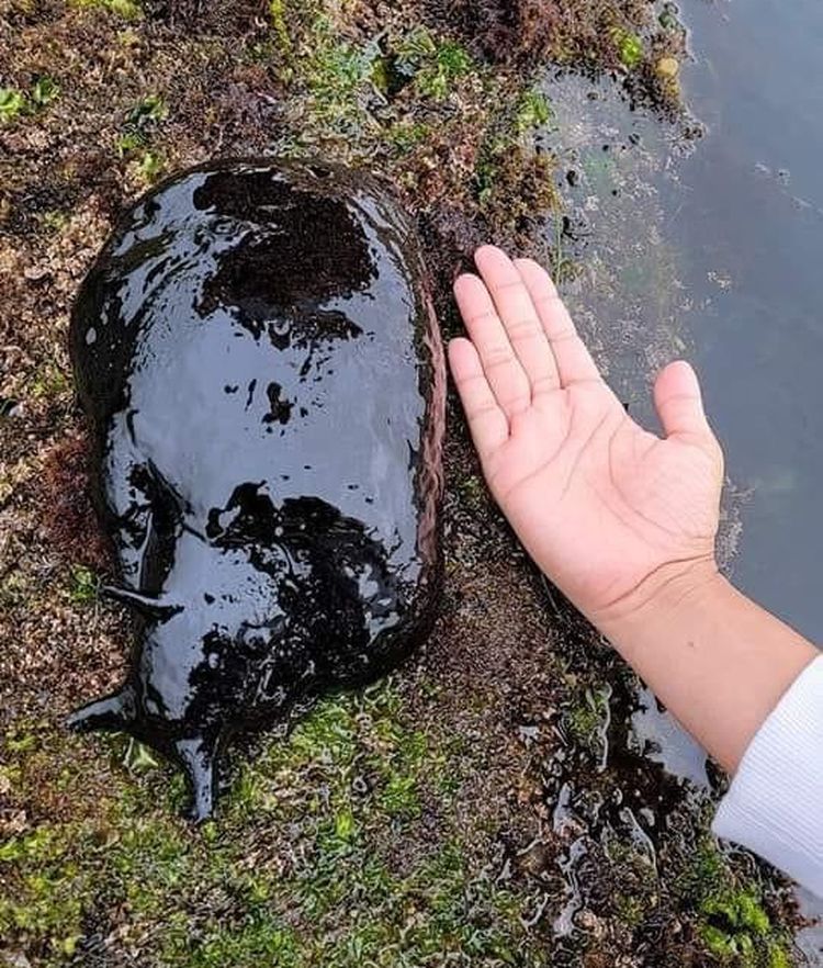 image-20240206163322-16