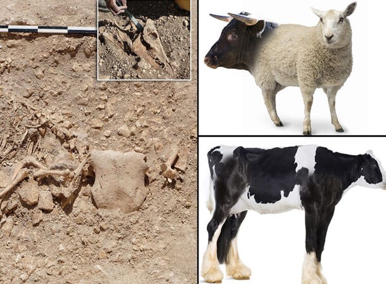 image-20240212154345-9