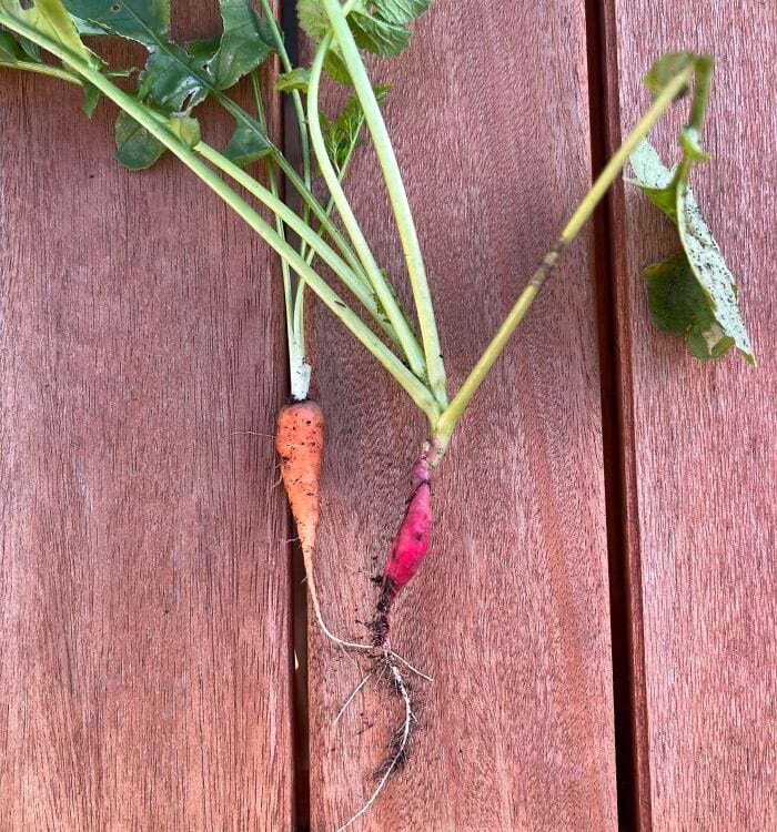 image-20240221130118-5