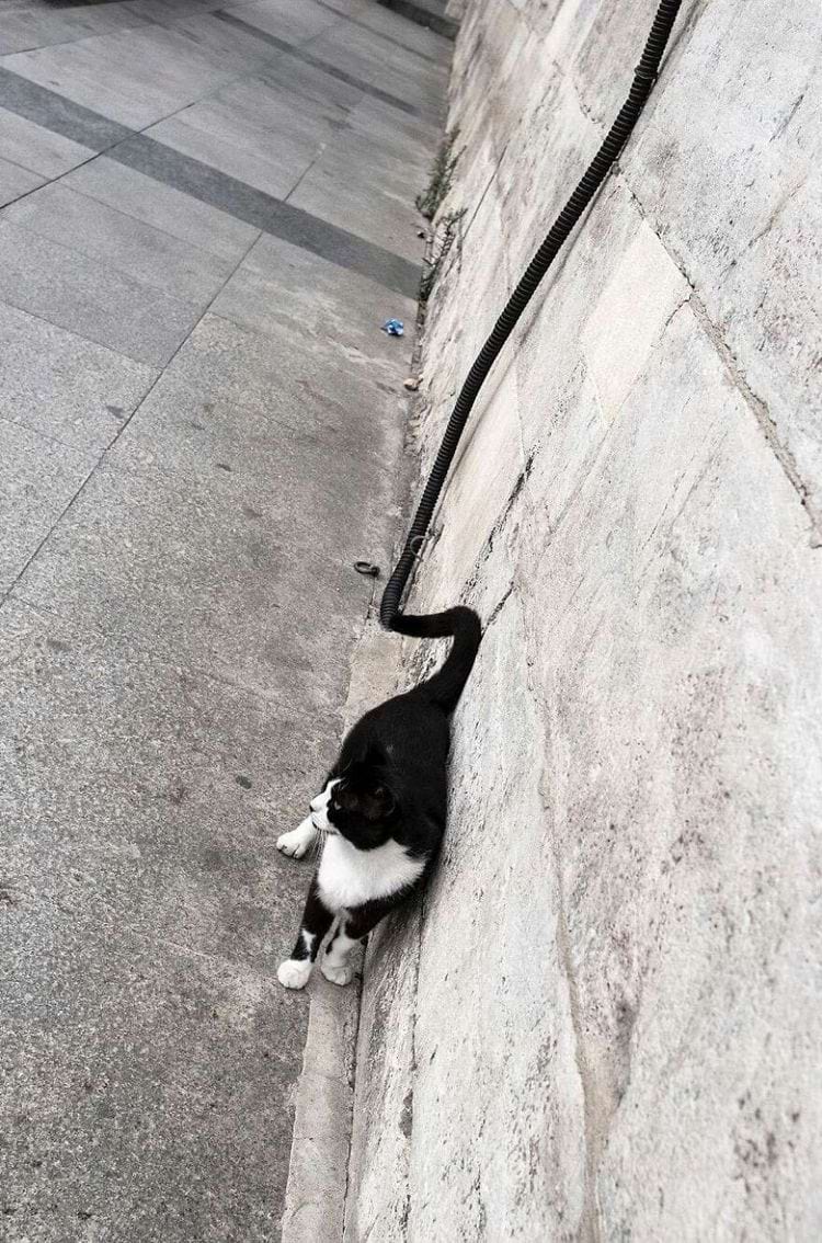 image-20240228111906-1