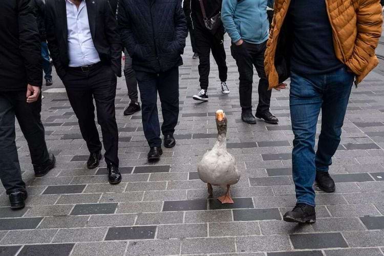 image-20240228111948-13