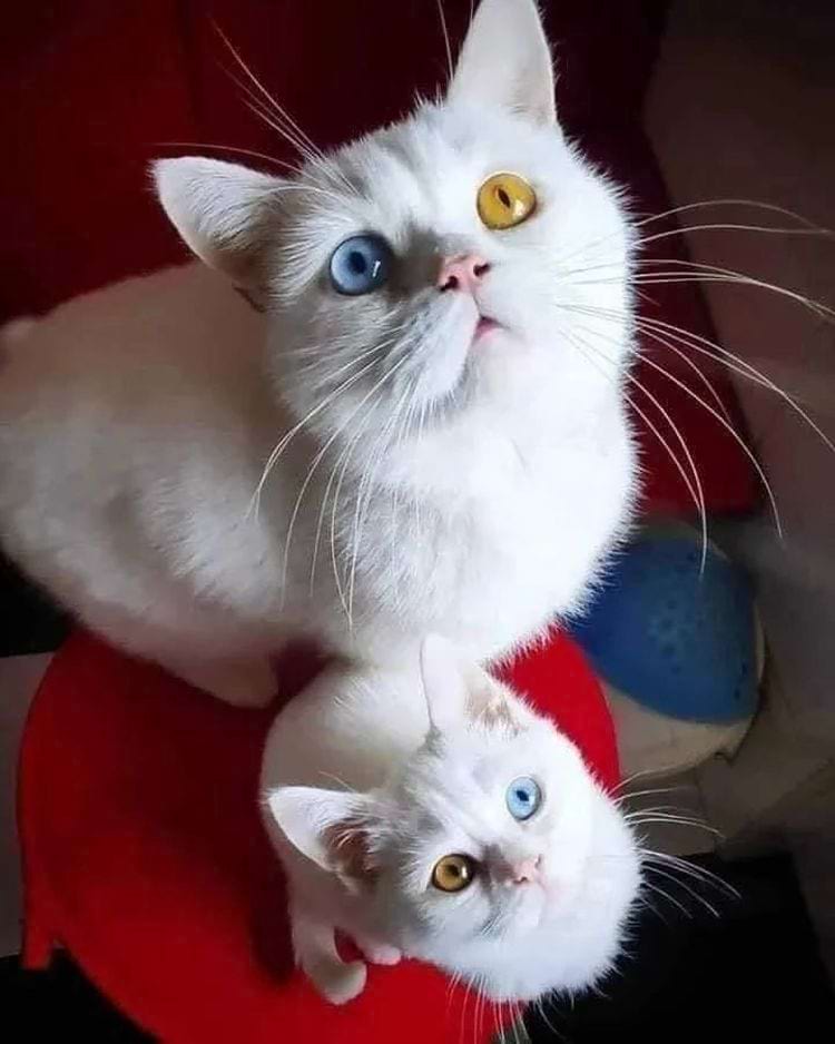 image-20240228142334-6