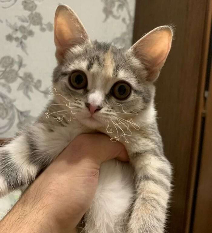 image-20240301144427-4