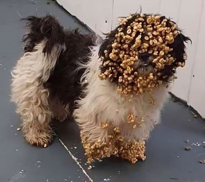 image-20240301144432-5