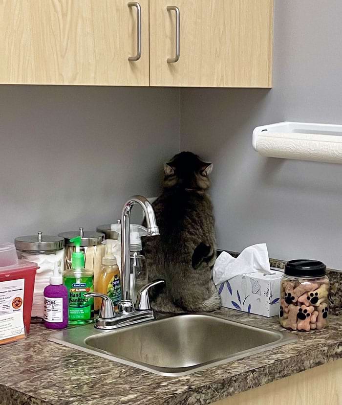 image-20240301144437-7