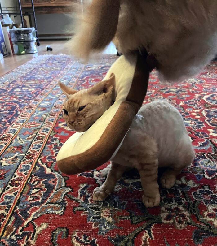 image-20240301144440-8