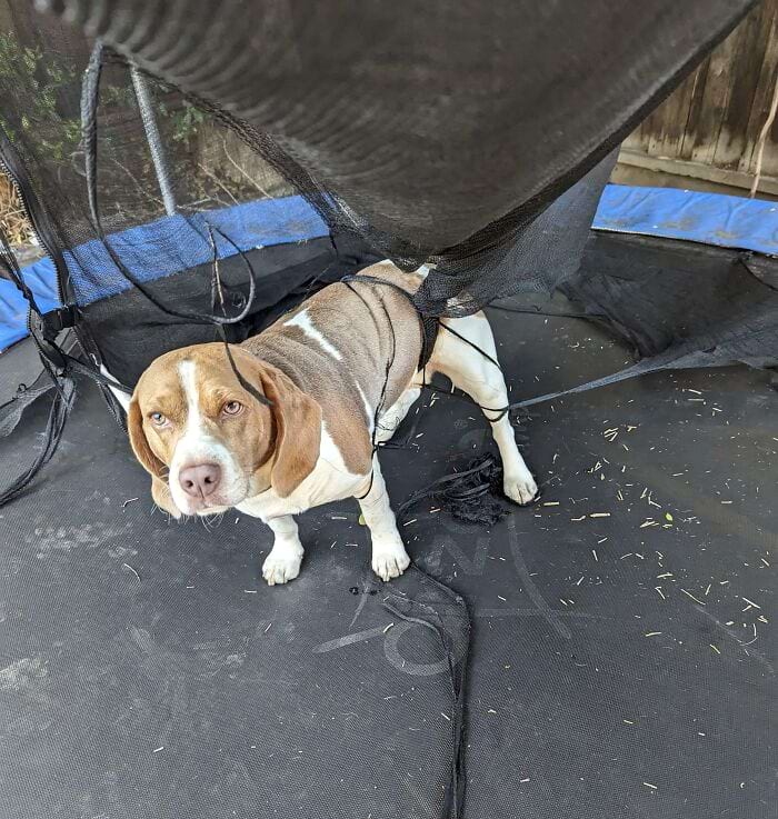 image-20240301144520-16