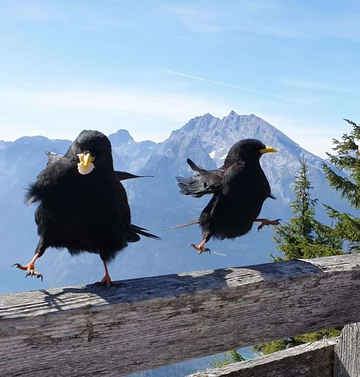 image-20240313115954-1