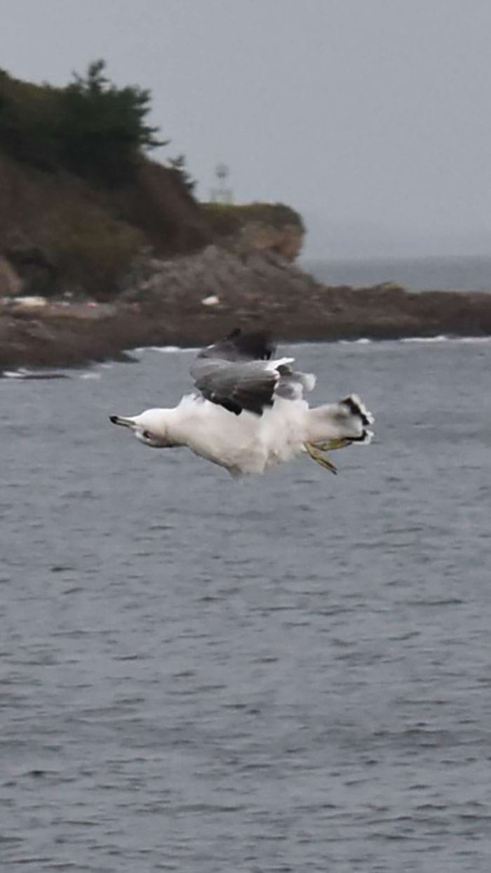 image-20240313120036-13