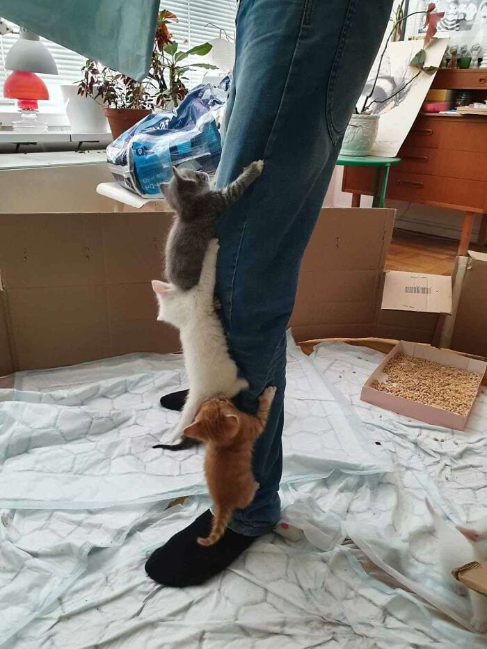 image-20240315165310-2