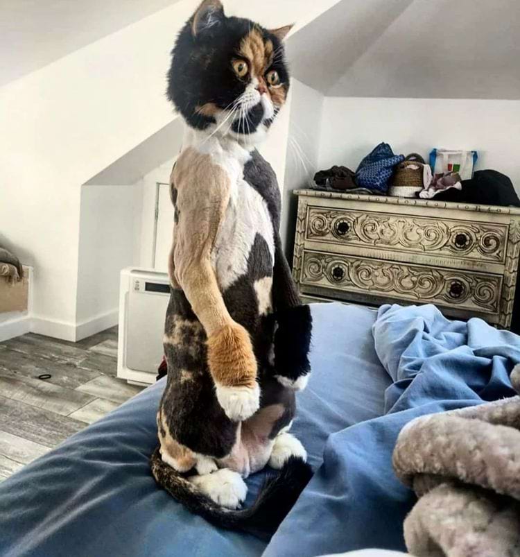 image-20240315165326-7