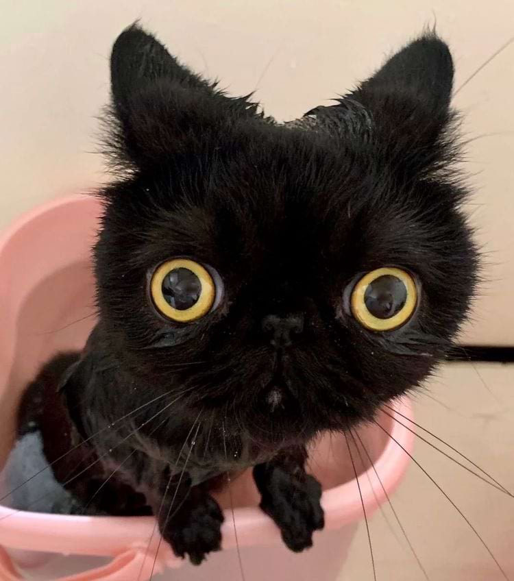 image-20240315165401-9