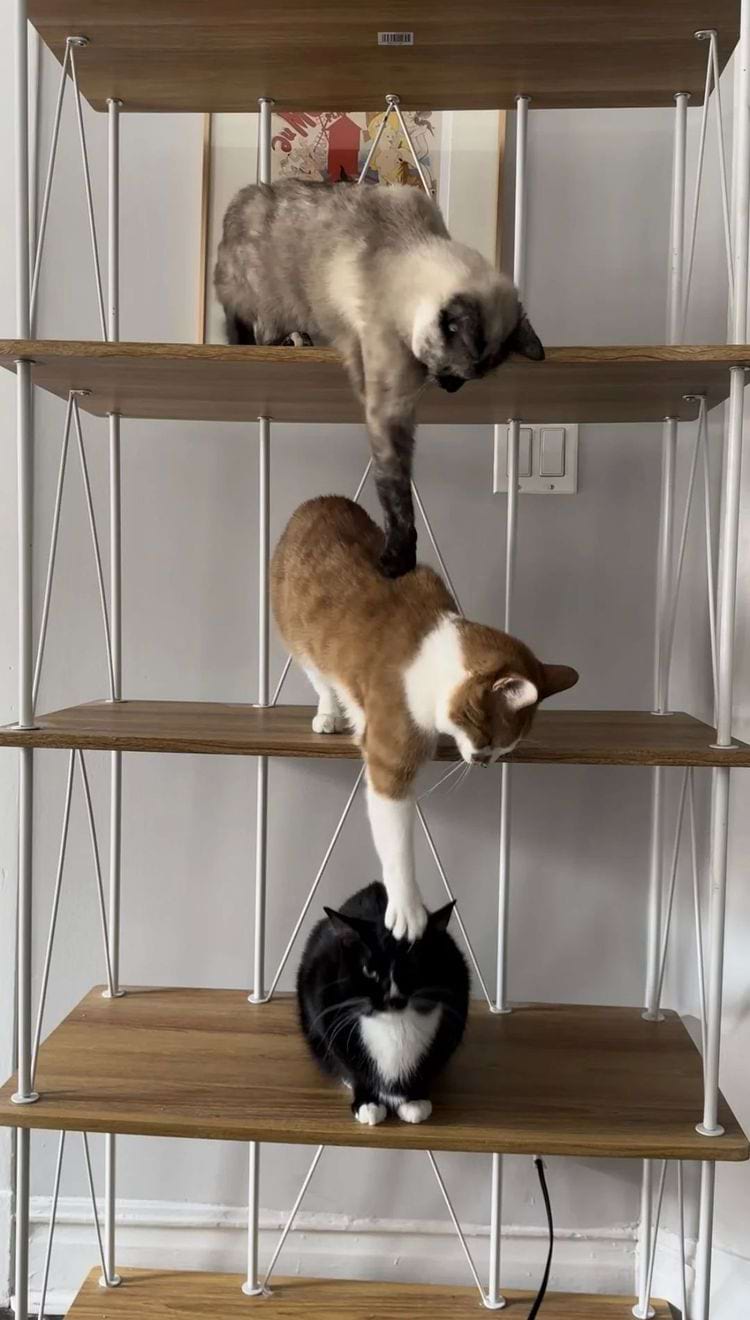 image-20240315165517-13