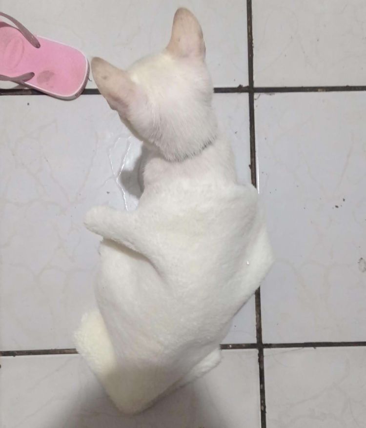 image-20240318124745-16