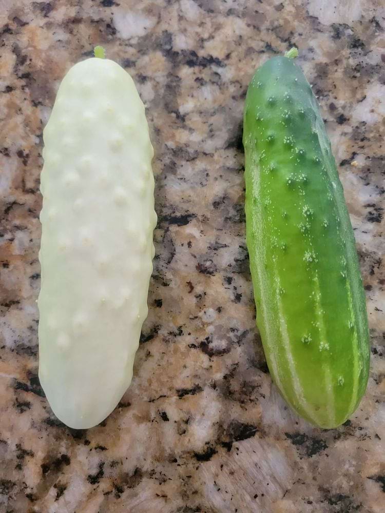 image-20240325165545-6