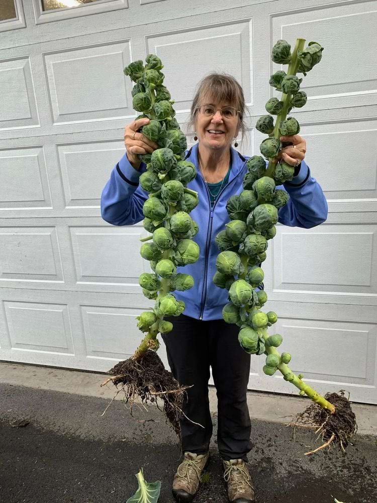 image-20240325165623-18