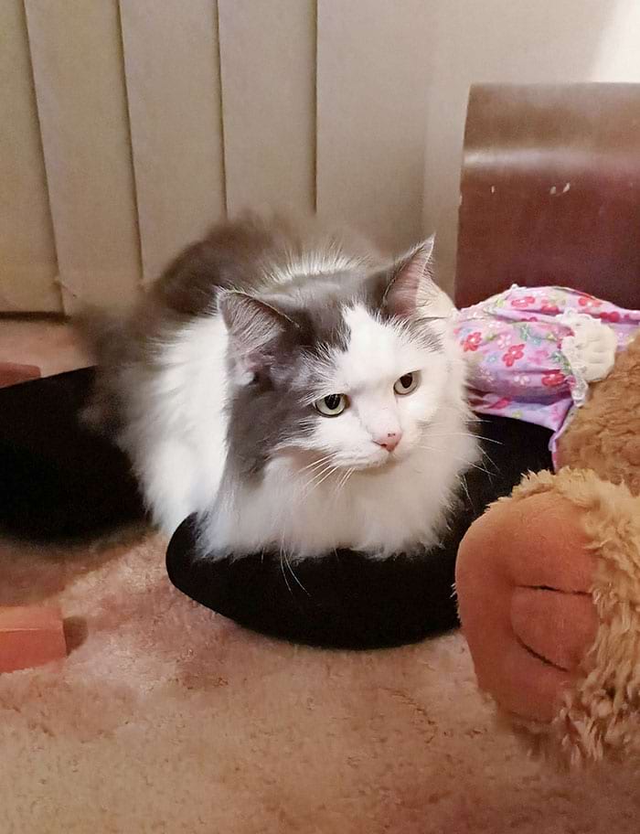 image-20240402144448-11