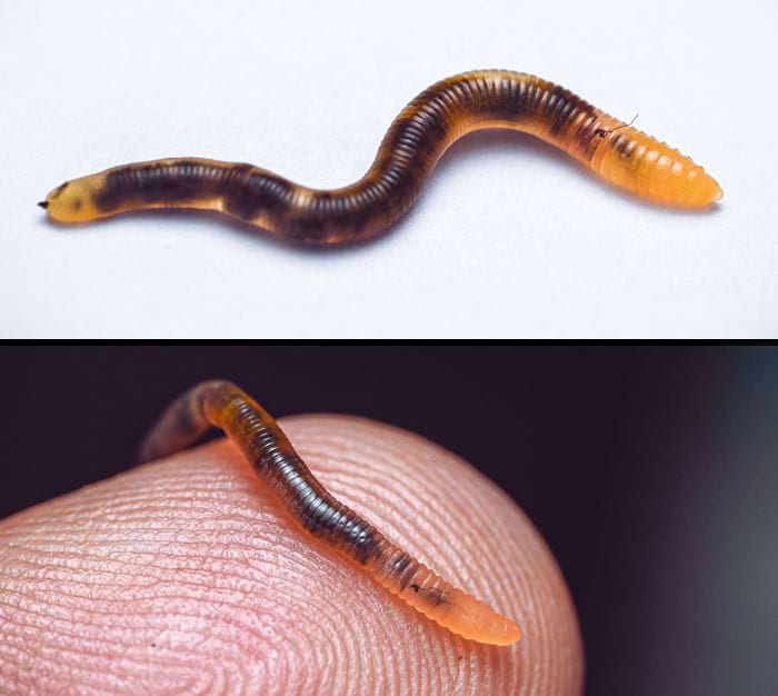 image-20240409130031-1