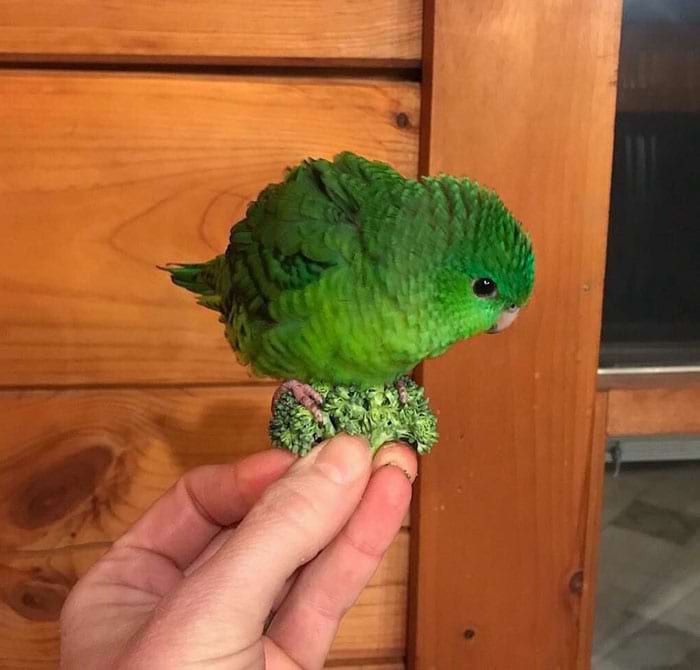 image-20240409130040-4