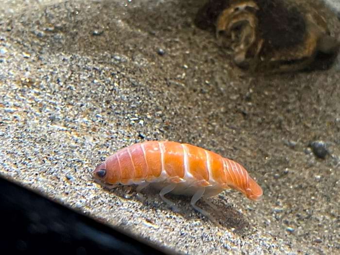 image-20240409130223-15