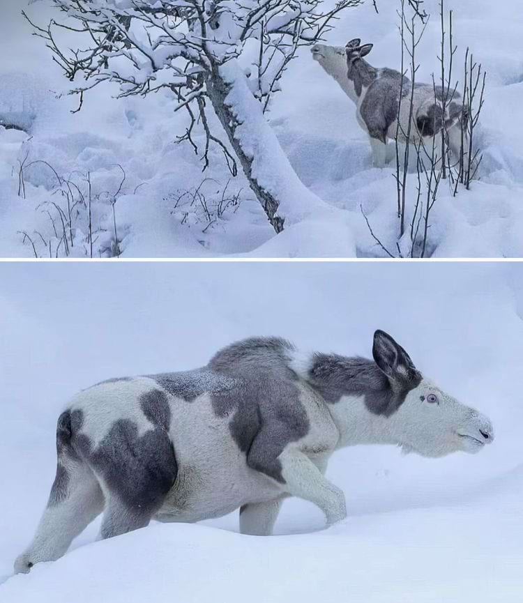 image-20240423151604-9