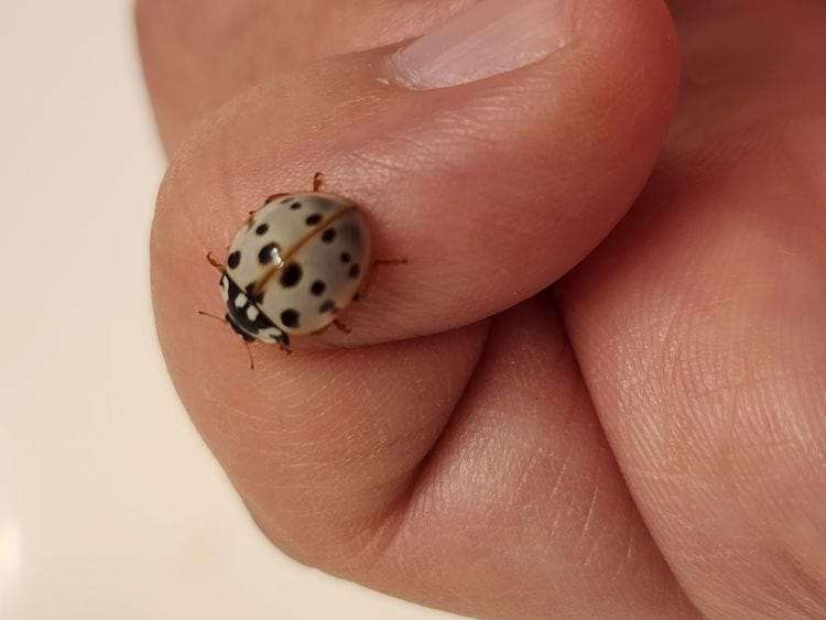 image-20240423151629-17