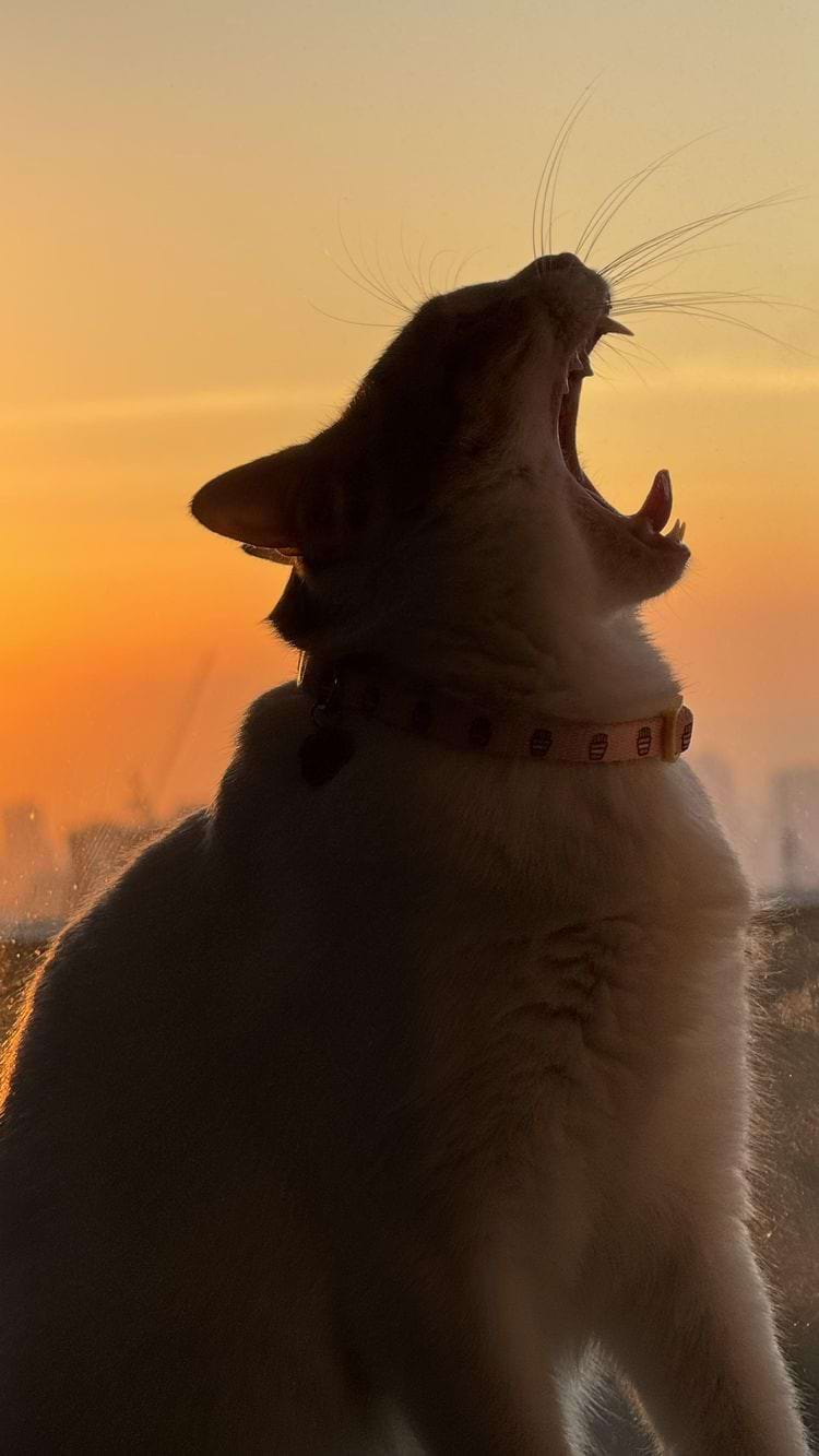 image-20240424114608-7