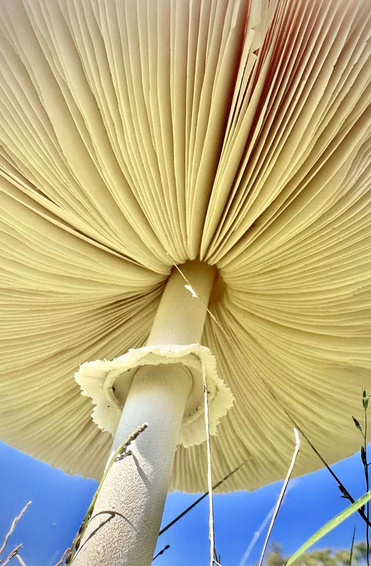 image-20240424114635-15