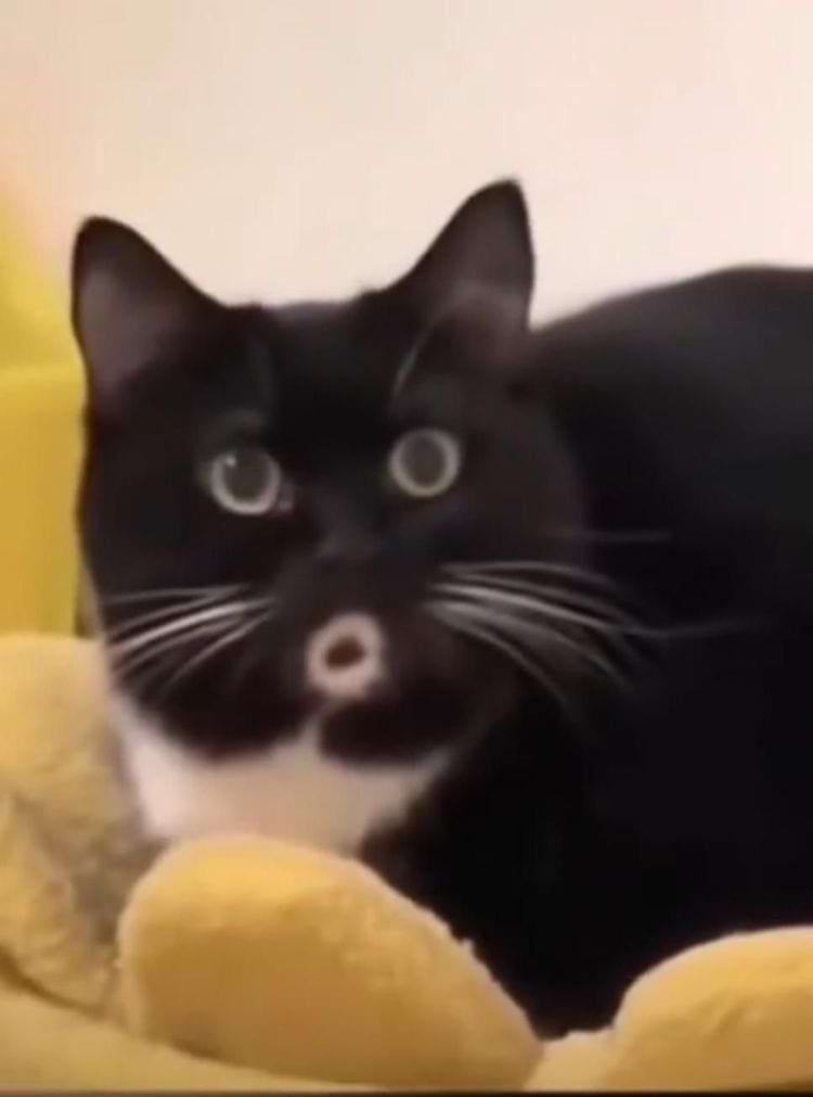 image-20240424124537-13