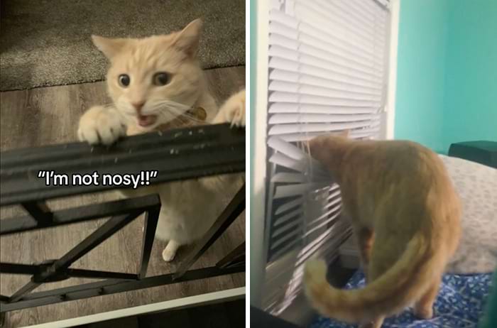 image-20240515155452-4