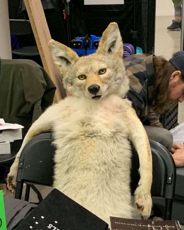 image-20240603115558-4